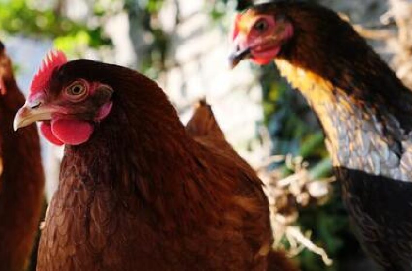  Gripe aviária: países retiram restrições de exportação à carne de aves brasileira