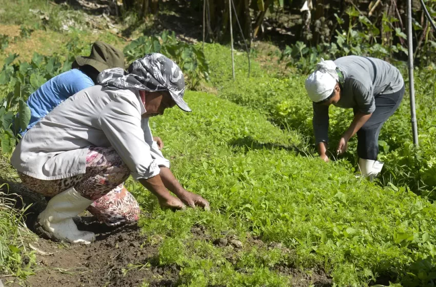  Microcrédito AgroAmigo: programa destina R$ 1 bi para produtores rurais do Norte e Centro-Oeste