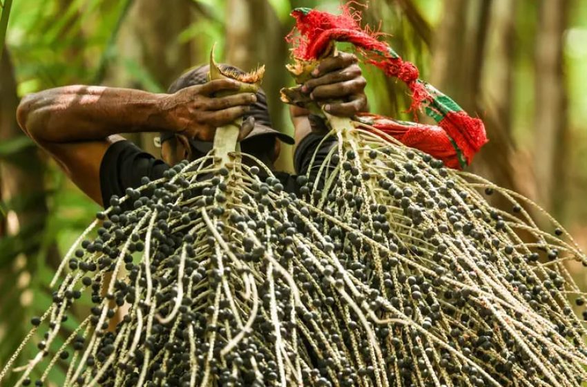  Açaí na COP30: após polêmica, OEI libera produto de fornecedores registrados; município reforça controle sanitário